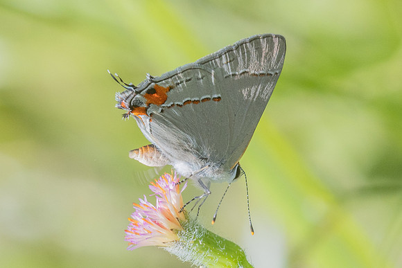 Strymon melinus-2781