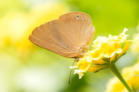 Theope virgilius-8785- Bucaramanga - 31/07/25