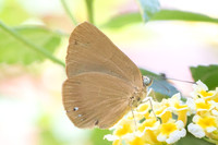 Theope virgilius-8749- Bucaramanga - 31/07/25