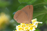 Theope virgilius-8724- Bucaramanga - 31/07/25