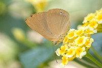 Theope virgilius-8714- Bucaramanga - 31/07/25