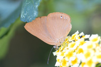 Theope virgilius-8705- Bucaramanga - 31/07/25