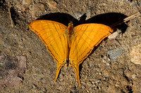 Marpesia berania