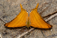 Marpesia berania-0364