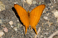 Marpesia berania-0293