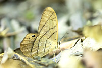 Pierella luna-8395