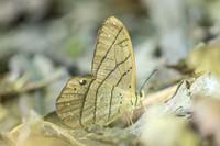 Pierella luna-8380