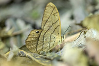 Pierella luna-8361