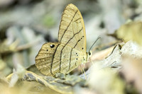 Pierella luna-8360