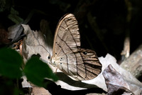 Pierella luna