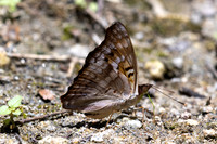 Doxocopa pavon-4776 - Minca - 19/07/25