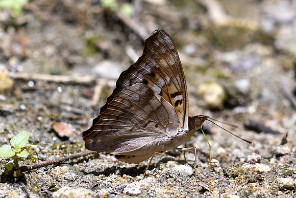 Doxocopa pavon-4776 - Minca - 19/07/25