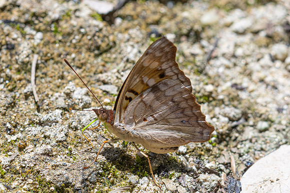 Doxocopa pavon-4769- Minca - 19/07/25