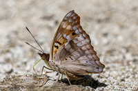Doxocopa pavon-4780 - Minca - 19/07/25