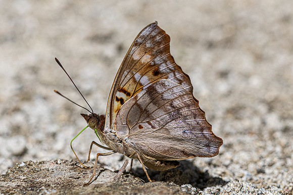 Doxocopa pavon-4780 - Minca - 19/07/25