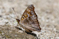 Doxocopa pavon-4781 - Minca - 19/07/25