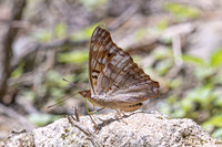 Doxocopa pavon-4765- Minca - 19/07/25