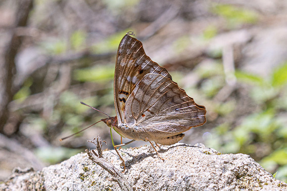 Doxocopa pavon-4765- Minca - 19/07/25