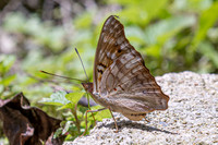 Doxocopa pavon-4752- Minca - 19/07/25