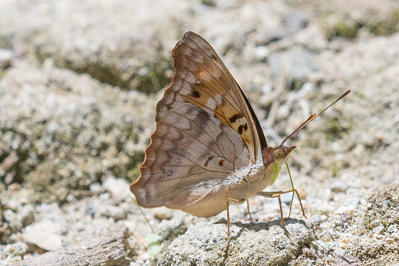 Doxocopa pavon-4738- Minca - 19/07/25