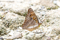 Doxocopa pavon-4740- Minca - 19/07/25