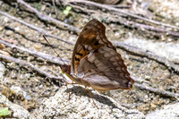 Doxocopa pavon-4698 - Minca - 19/07/25