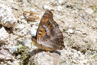 Doxocopa pavon