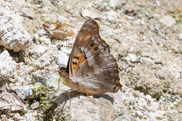 Doxocopa pavon-4697 - Minca - 19/07/25