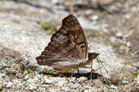 Doxocopa pavon-4772- Minca - 19/07/25