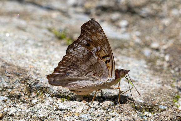Doxocopa pavon-4772- Minca - 19/07/25