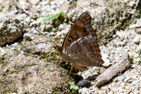 Doxocopa pavon-4731 - Minca - 19/07/25
