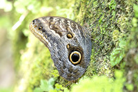 Caligo brasiliensis-3672- Minca - 18/07/25