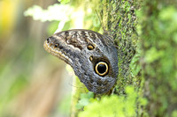 Caligo brasiliensis-3664- Minca - 18/07/25
