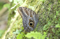 Caligo brasiliensis-3659- Minca - 18/07/25