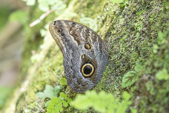 Caligo brasiliensis-3659- Minca - 18/07/25