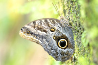Caligo brasiliensis-3685- Minca - 18/07/25