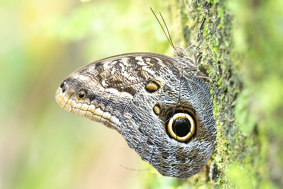 Caligo brasiliensis-3685- Minca - 18/07/25