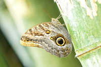 Caligo brasiliensis-3708- Minca - 18/07/25