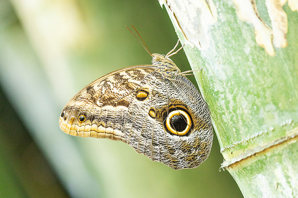 Caligo brasiliensis-3708- Minca - 18/07/25