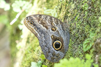 Caligo brasiliensis-3657- Minca - 18/07/25