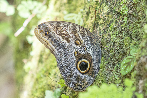 Caligo brasiliensis-3657- Minca - 18/07/25