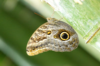 Caligo brasiliensis-3697- Minca - 18/07/25