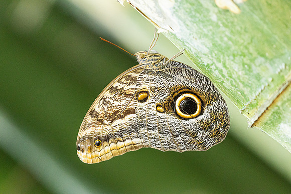Caligo brasiliensis-3697- Minca - 18/07/25