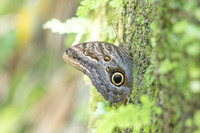 Caligo brasiliensis-3661- Minca - 18/07/25
