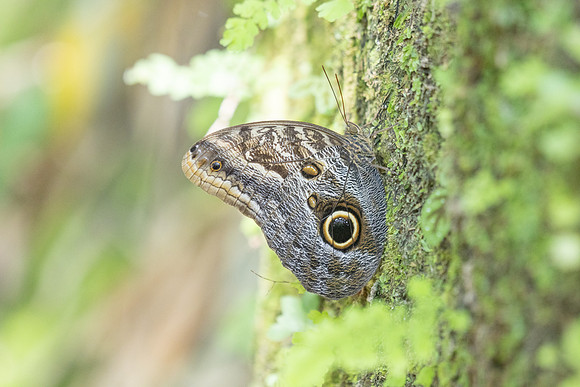 Caligo brasiliensis-3661- Minca - 18/07/25