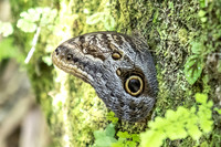 Caligo brasiliensis-3648- Minca - 18/07/25