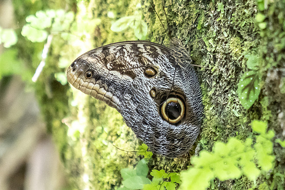 Caligo brasiliensis-3648- Minca - 18/07/25