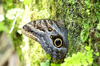 Caligo brasiliensis-3651 - Minca - 18/07/25