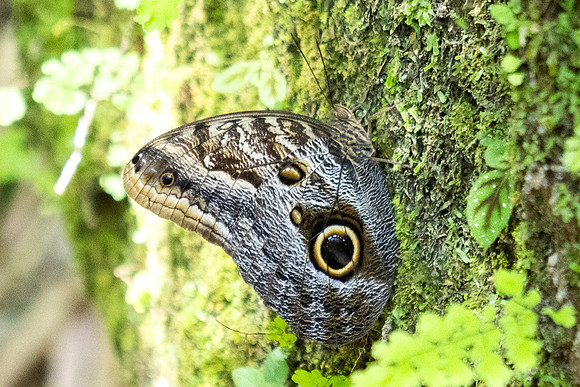 Caligo brasiliensis-3651 - Minca - 18/07/25
