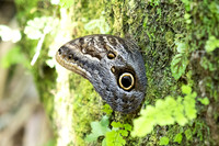 Caligo brasiliensis-3654- Minca - 18/07/25